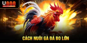 Cách Nuôi Gà Đá Bo