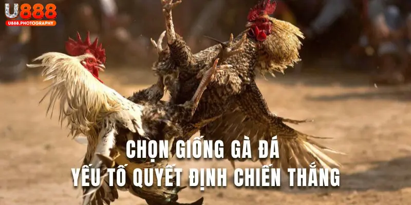 Chọn giống là điều cần thiết trong cách nuôi gà đá bo chuẩn