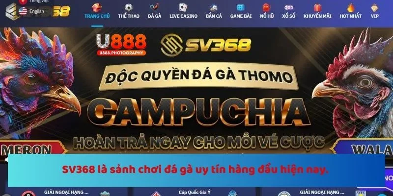 SV368 là sảnh chơi đá gà uy tín hàng đầu hiện nay. 