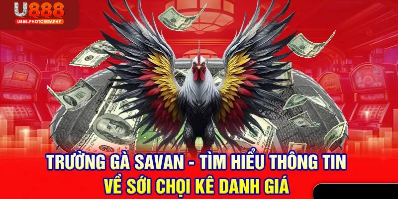 Tổng quan đôi nét về địa điểm trường gà Savan