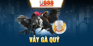 Vảy Gà Quý